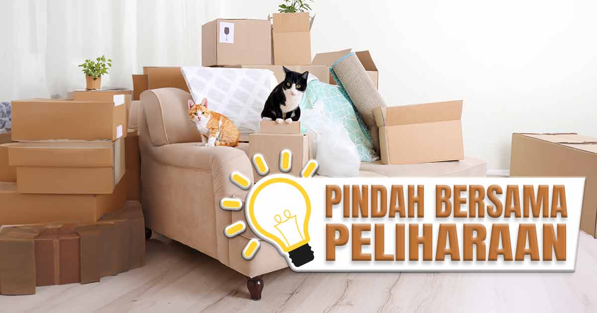 Dua kucing di antara kotak-kotak pindahan dengan teks 'PINDAH BERSAMA PELIHARAAN'.