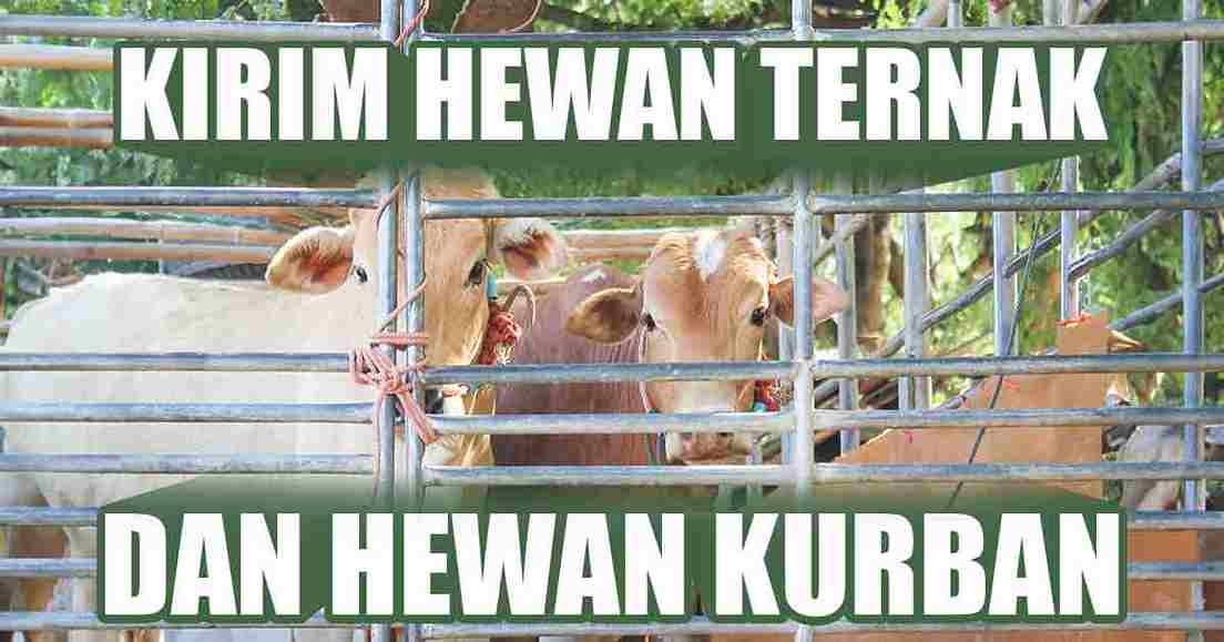 Sapi-sapi di dalam truk pengangkutan dengan teks 'Kirim Hewan Ternak dan Hewan Kurban'.