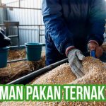Pengiriman pakan ternak dengan pekerja mengisi troli di kandang sapi.