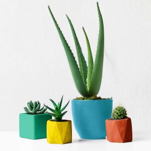 Set tanaman hias mini dalam pot warna-warni sebagai dekorasi meja.